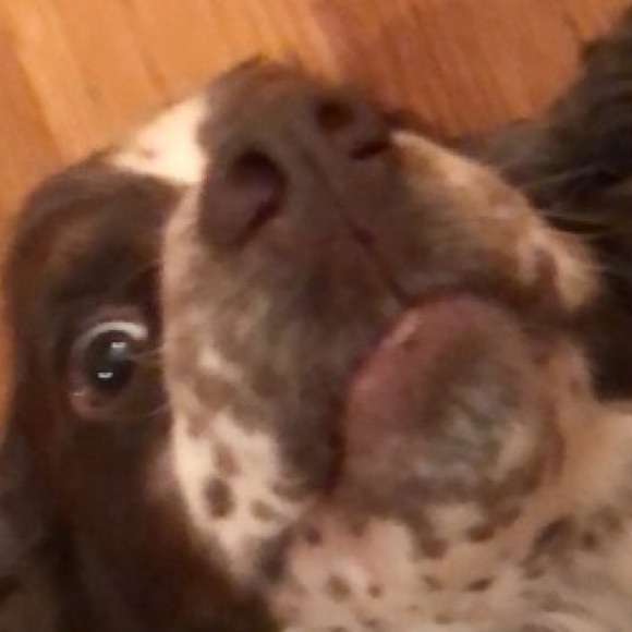 Meet your Posher, Harry - Picture 1 of 1